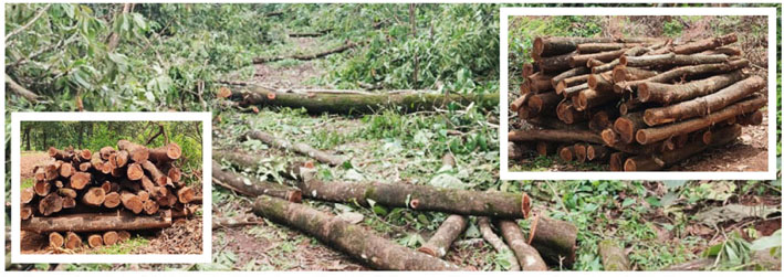 सुर्लातील वृक्षतोड चौकशीच्या घेऱ्यात