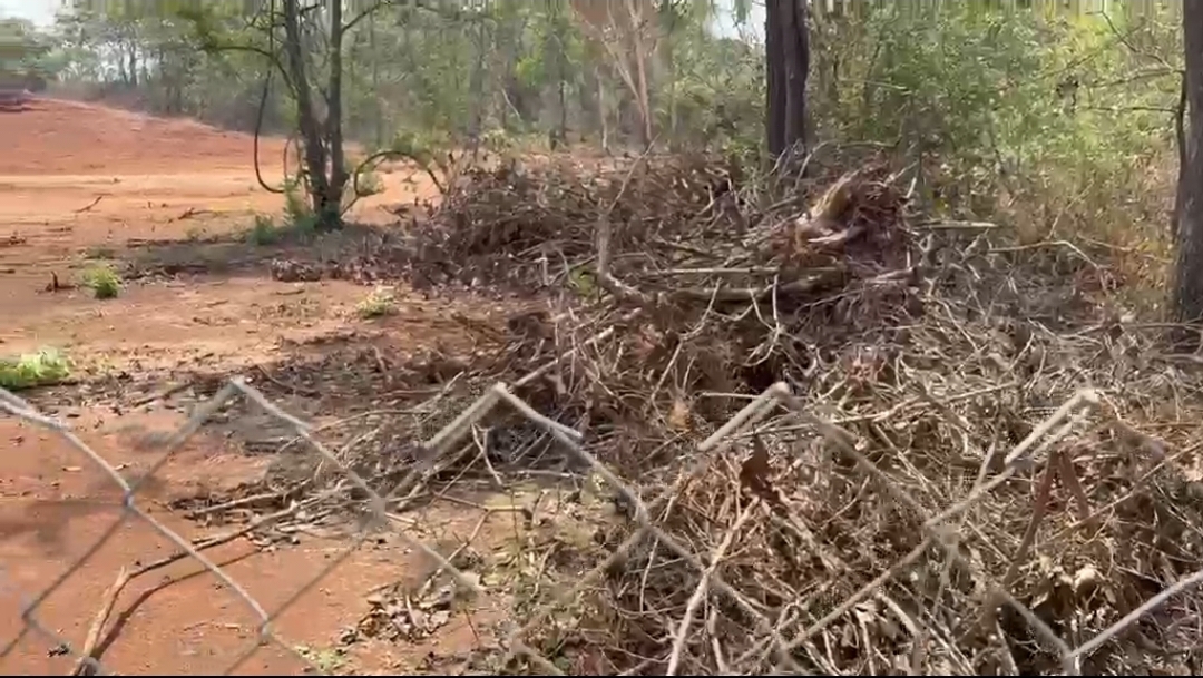 Alleged Illegal Tree Felling at Mollem Raises Serious Environmental Concerns
