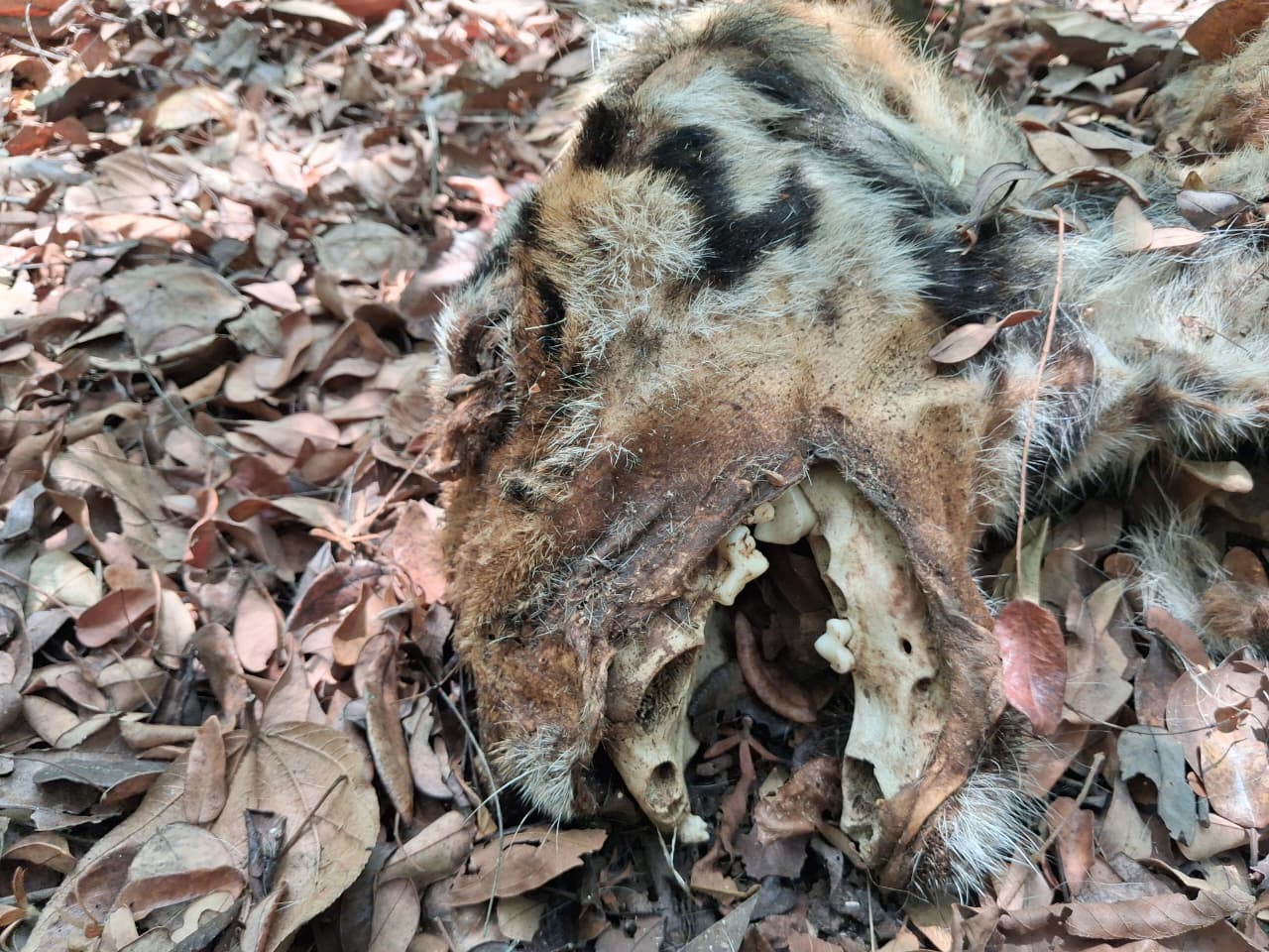 Tiger Found Dead in Aglot–Sacorda; Nails and Teeth Missing, Foul Play Suspected