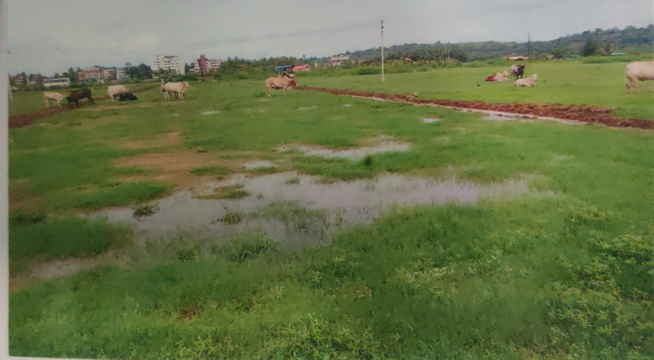 Farmers Urge Mapusa Municipal Council to Act Against Stray Cattle Menace