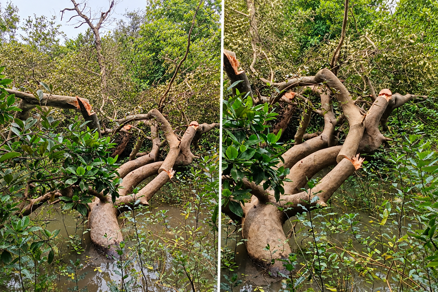 Mangrove Trees Allegedly Felled at Undir-Bandora; Environment Forum Seeks FIR, Restoration